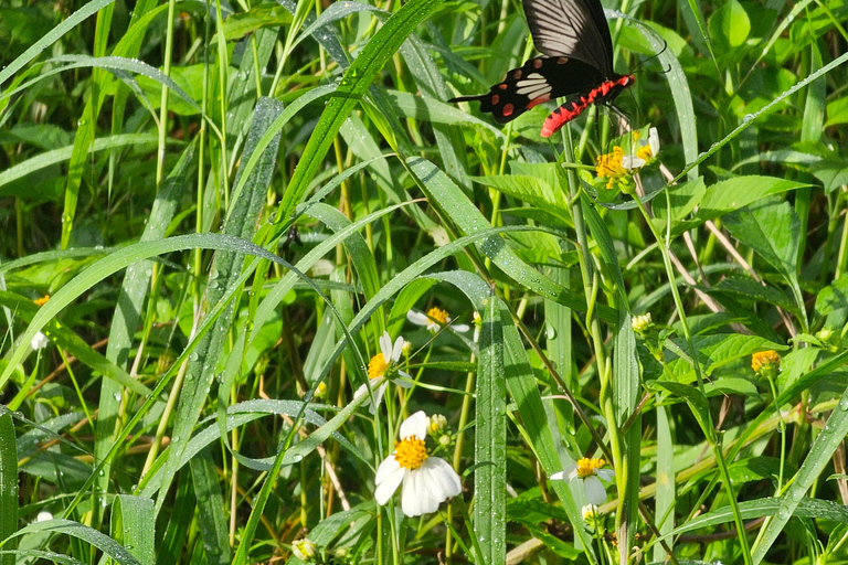 Santuario de My Son y Senderismo de Montaña - PeregrinaciónMi hijo Santuario Viaje de madrugada