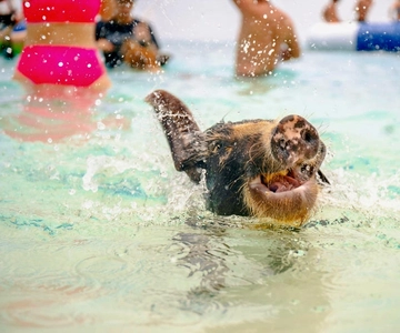 Nassau: Rose Island Swimming Pigs and Beach Day Group Tour
