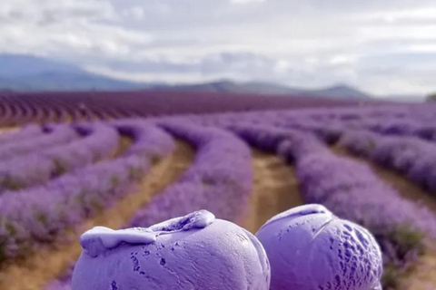 Sapporo: Biei & Furano Summer Flower Fields Day Trip