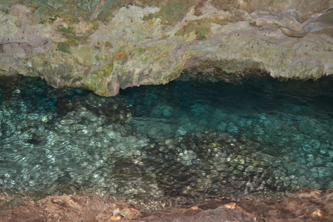 Dauphins +Forêt de Jozani+ Grotte de Kuza+Restaurant The Rock &amp; PajeDauphin +Forêt de Jozani+ Grotte de Kuza+Restaurant The Rock &amp; Paje