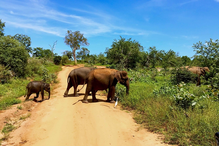 Desde Tangalle: traslado a Nuwara Eliya con Udawalawe Safari