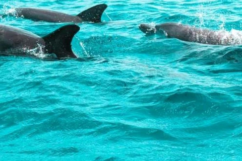 Zanzibar: Menamba Dolphins with Snorkeling Tour