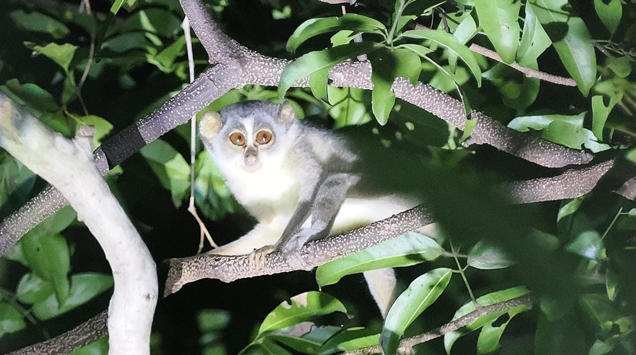 Sri Lanka: Vogelbeobachtung & Wildtiere – 9-tägiges Naturabenteuer