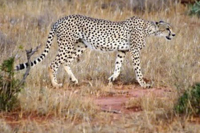 Overnight Safari to Tsavo East From Diani Beach