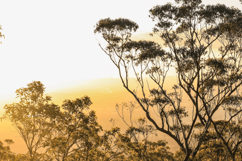 Eumundi Markets & Noosa Hinterland Day Tour from Brisbane