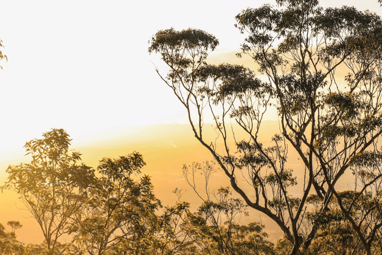 Eumundi Markets & Noosa Hinterland Day Tour from Brisbane