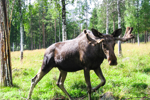 From Rovaniemi: Visit Wildlife Park in Ranua