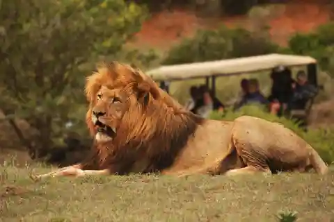 Full-Day Addo Park & Schotia Game Reserve