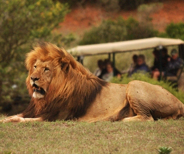 Heldag Addo Park & Schotia Game Reserve (Öppet 4x4 fordon)