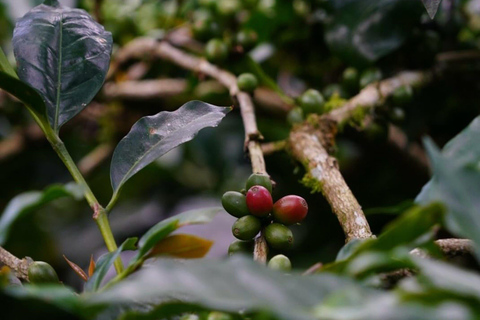 Ubud: Discover Hidden Waterfalls with Swing & Rice Terrace Private Tour with Entry Tickets