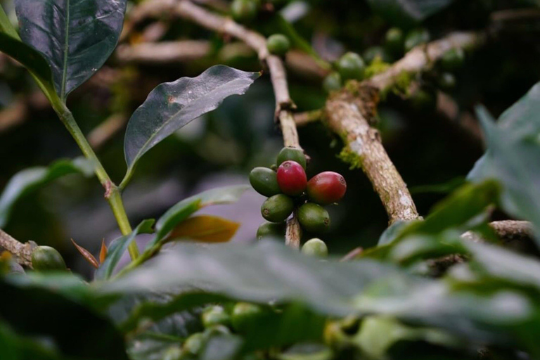 Ubud: Discover Hidden Waterfalls with Swing & Rice Terrace Private Tour with Entry Tickets