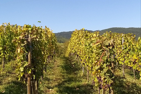 From Basel or Colmar: Baden-Württemberg Pinot Wine Tour