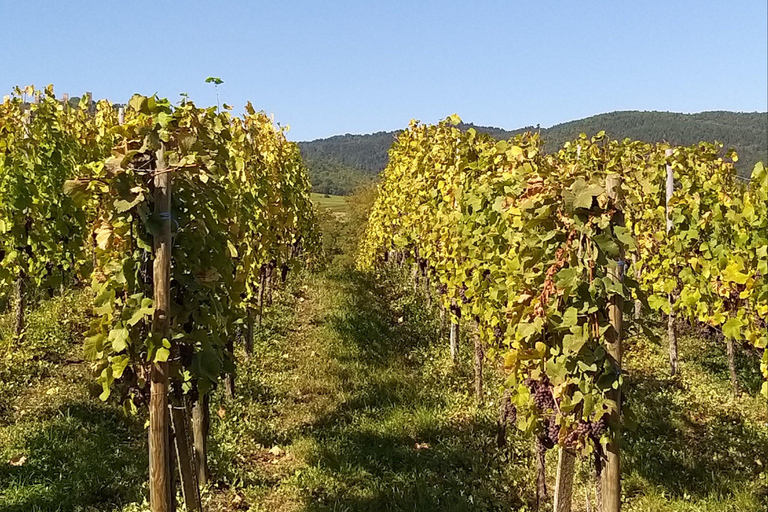 From Basel or Colmar: Baden-Württemberg Pinot Wine Tour