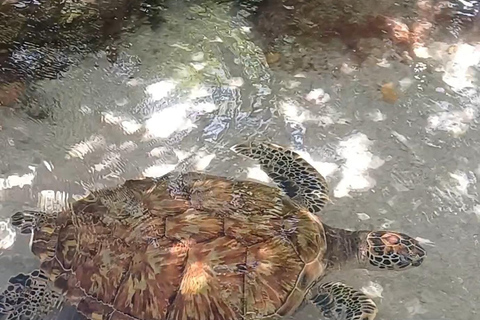 Cartagena: Excursion to the Rosario Islands and Playa Blanca with lunch