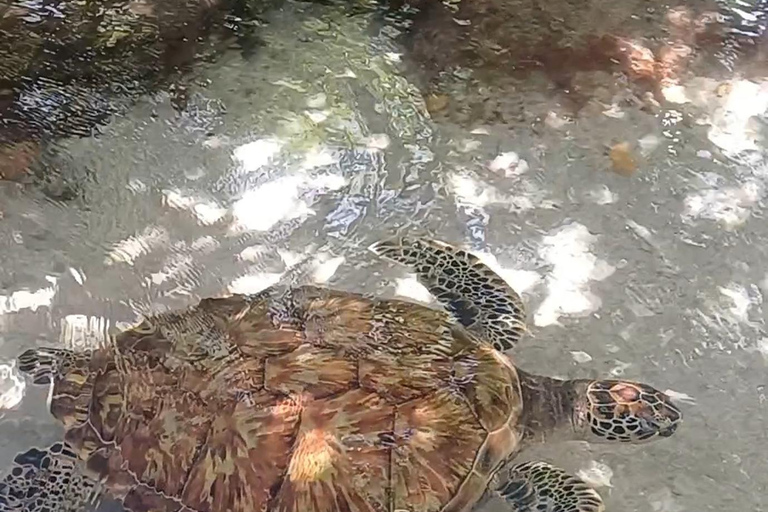 Cartagena: Excursion to the Rosario Islands and Playa Blanca with lunch