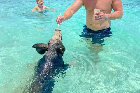From Nassau: Swim with Pigs Safari