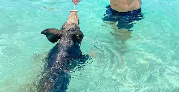 From Nassau: Swim with Pigs Safari