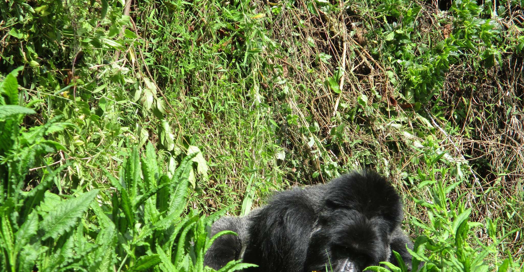 3day bwindi Gorilla tracking and Batwa experience - Housity