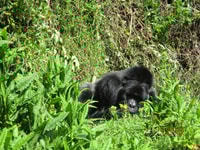 3 giorni Bwindi Gorilla Trekking e Batwa Experience - Housity
