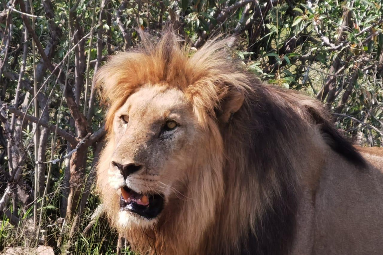 Johannesburgo: Tour de medio día por el Safari de los 5 Grandes