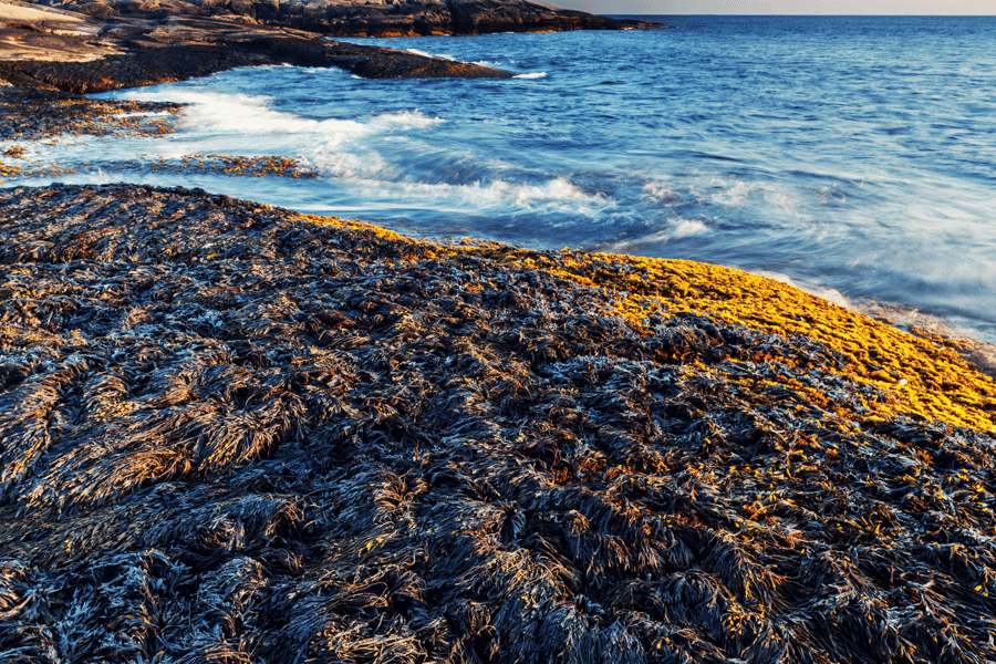 Entdecke Peggy's Cove: Private Reise ab Halifax. Foto: GetYourGuide Entdecke Peggy's Cove: Private Reise ab Halifax. Foto: GetYourGuide