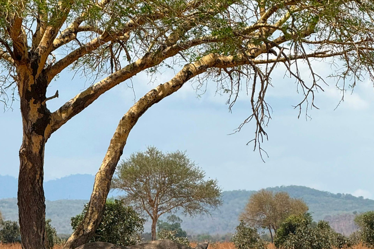 From Zanzibar: Mikumi National Park Fly-In Safari with Lunch