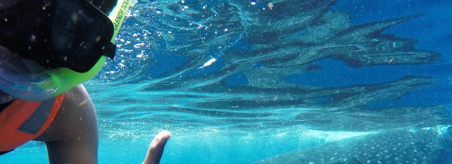 Île de Holbox : nage avec les requins-baleines, tout compris