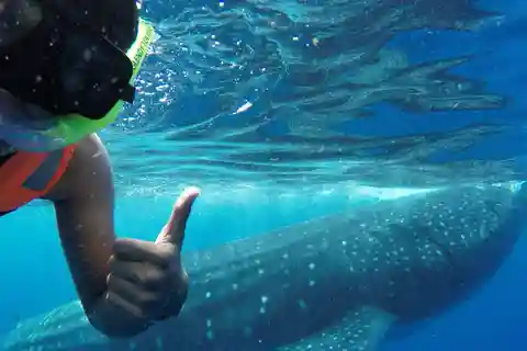 Holbox Island: Whale Shark Swim, All Inclusive