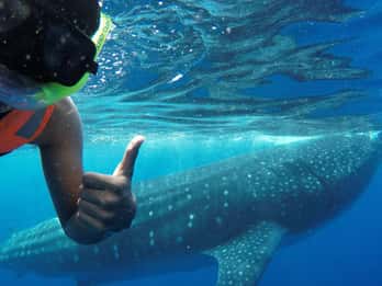 Holbox Island: Svømmetur med hvalhai, alt inkludert