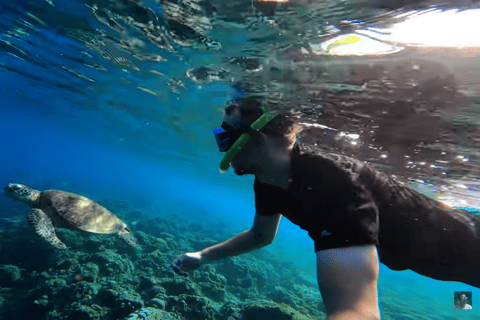 Cebu: Oslob Whale Shark and Moalboal Snorkeling Adventure - Image 3