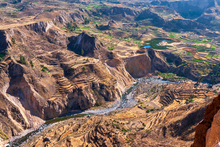 From Arequipa: Colca Canyon and Andean Wildlife Day Trip