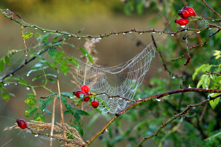 Rostock/Markgrafenheide: Guided hike through the coastal forest