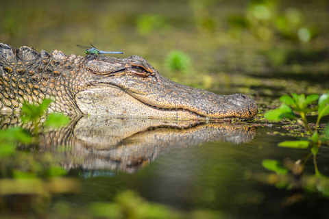 Bayous And Byways, Oak Alley Plantation And Kayak Swamp Tour