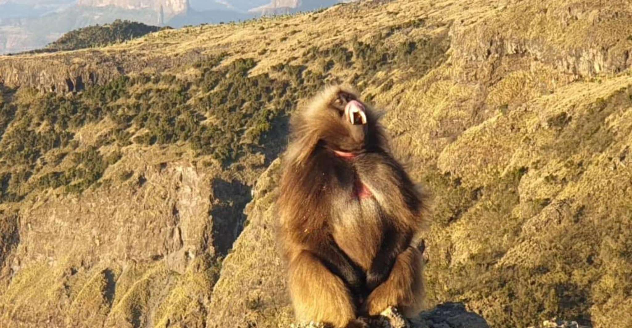 Visite de 5 jours de Bahir Dar à Gonder et Simien Mountain - Hizvo