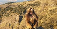 5 Tagestour von Bahir Dar nach Gonder und Simien Mountain - Hizvo