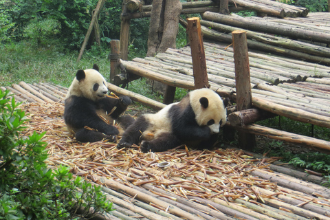 Excursion d&#039;une journée à la base de pandas de Chengdu et au bouddha géant de LeshanVisite privée de la base de pandas de Chengdu et du Bouddha de Leshan