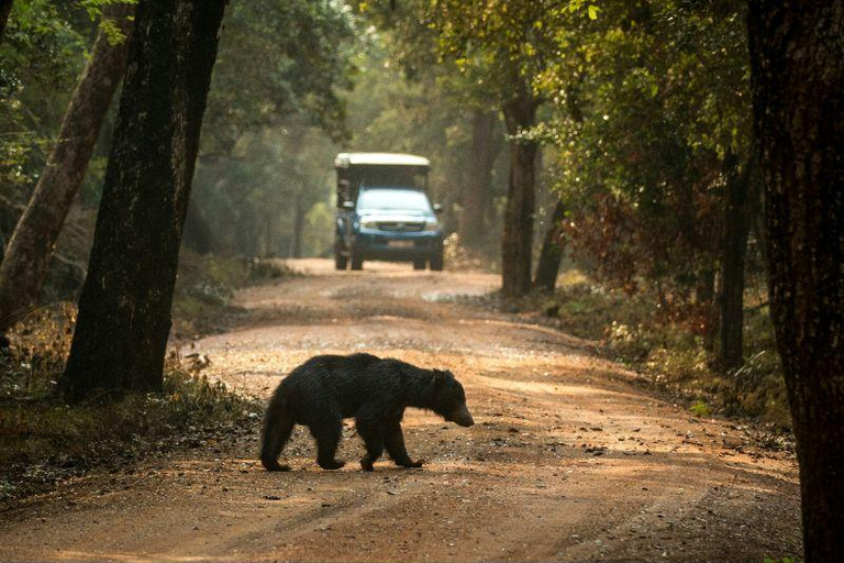 From Colombo/Negombo: Wilpattu Safari & Sigiriya Transfer Morning Session