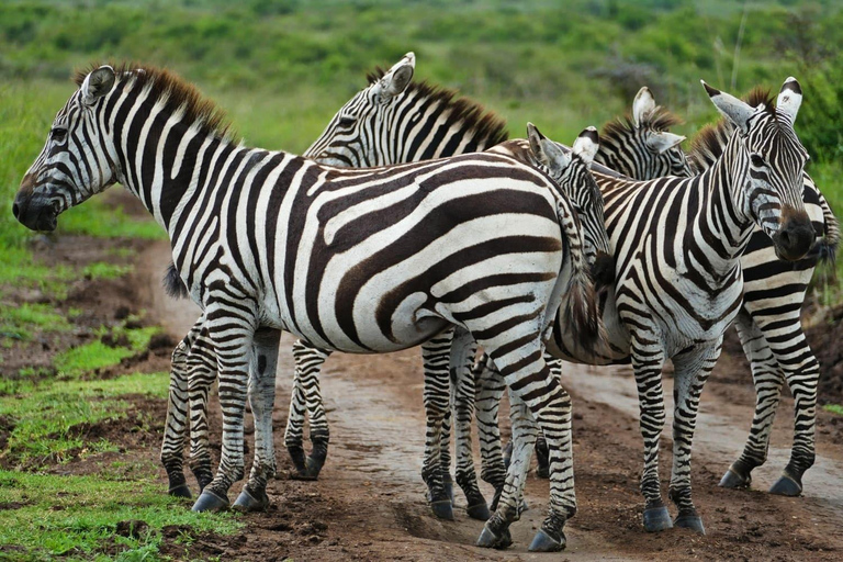 Nairobi: 5-Day Private Safari to Masai Mara & Lake Nakuru