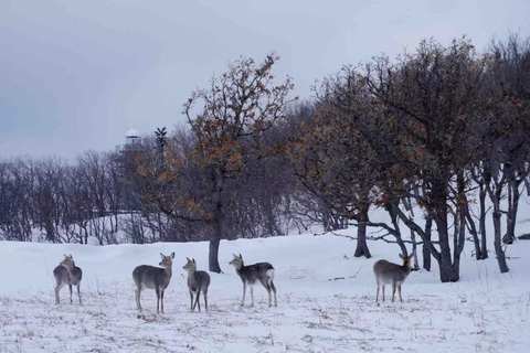 Small Group：A 4-day exploration of Eastern Hokkaido February