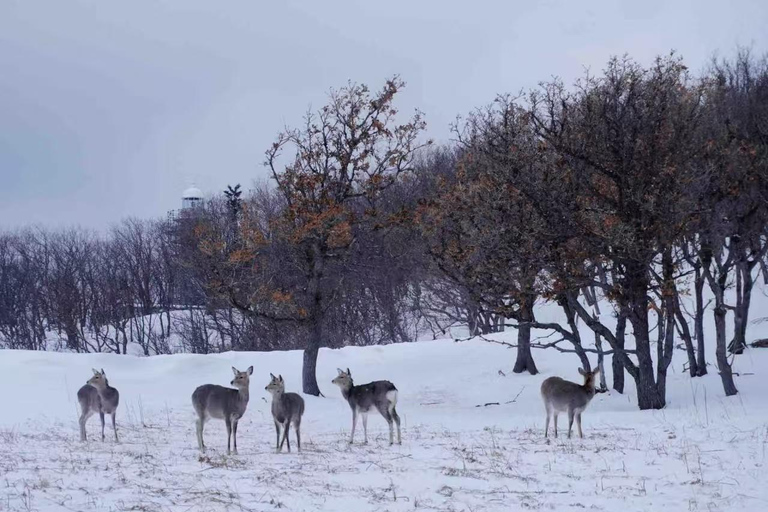 Small Group：A 4-day exploration of Eastern Hokkaido February