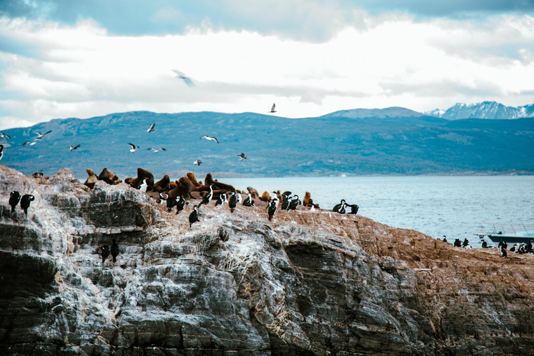 Ushuaia: Boat Trip to Isla Martillo: Penguins in the Beagle Channel Ushuaia: Navigation to Martillo Island: Penguins along the Beagle Channel