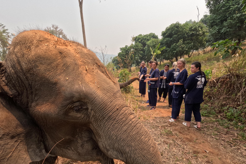 Elephant Care Program And Sticky Waterfall Highlights Full-day elephant care and sticky waterfall (Program B)