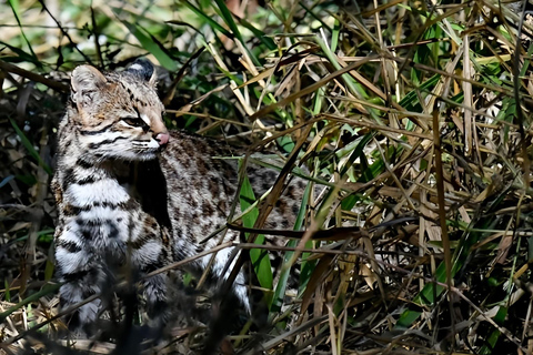 São Paulo & Atlantic Forest: Serra do Mar State Park Tour
