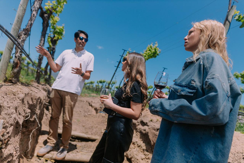 Recorrido vinícola por los viñedos de la familia Kingston y la bodega William Cole