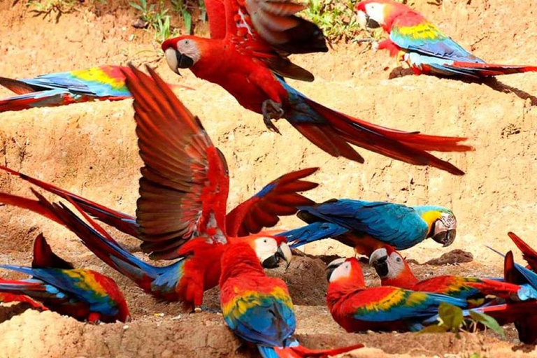 Chuncho Macaw Clay Lick - Full Day