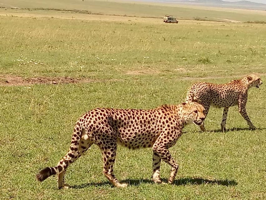 Nairobi Park David Sheldrick Girraffe Center Day Tour Getyourguide