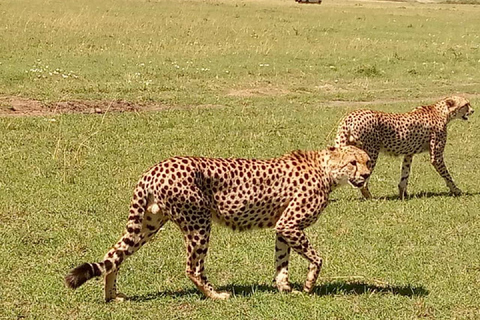 NAIROBI NATIONAL PARK BUDGET TOUR 6AM