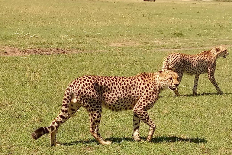 VISITE BUDGÉTAIRE DU PARC NATIONAL DE NAIROBI 6H