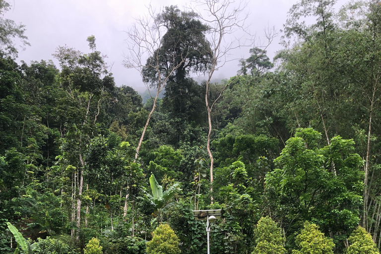 Yogyakarta: Borobudur Climb Up & Selogriyo Rice Terrace Tour