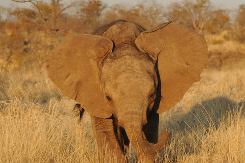 Safari de 3 jours depuis les chutes Victoria jusqu&#039;au parc national de Hwange